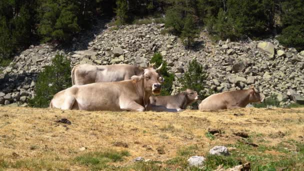 Vacas yacen al pie de una montaña en una zona ecológicamente limpia . — Vídeos de Stock