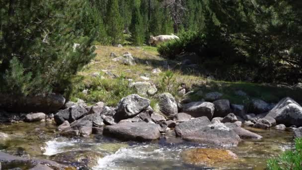 Las vacas pastan en las orillas de un río de montaña cerca de un bosque de coníferas — Vídeos de Stock