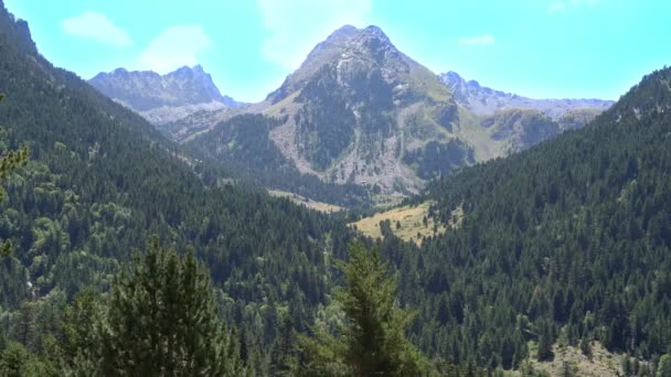 Bosque de coníferas en las montañas en tiempo soleado — Vídeos de Stock