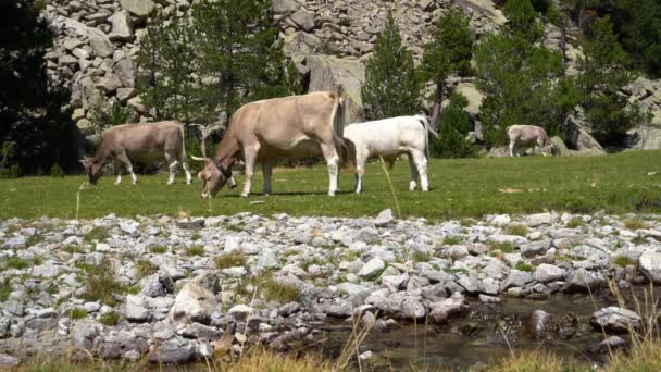 Krowy pasą się na brzegach górskiej rzeki w słoneczną pogodę — Wideo stockowe