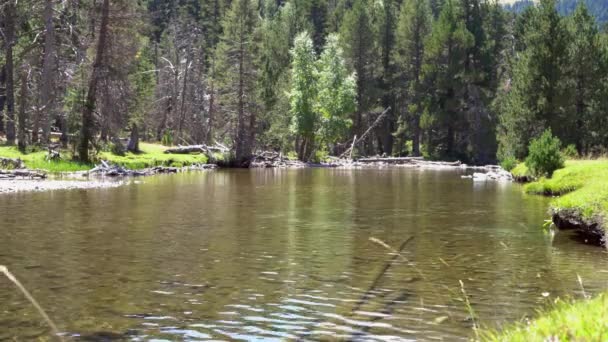 Lac propre dans une réserve naturelle à côté de la forêt de conifères — Video