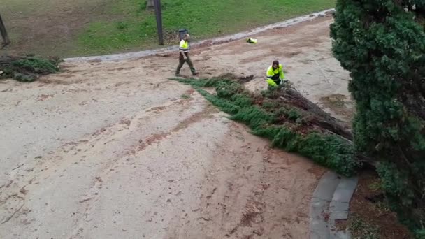 Konsekvenserna av stormen. arbetare sågar ett stupat träd i parken. — Stockvideo