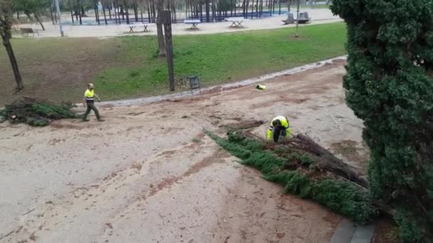 Stadens servicearbetare sågar ett stupat träd efter en tornado. — Stockvideo