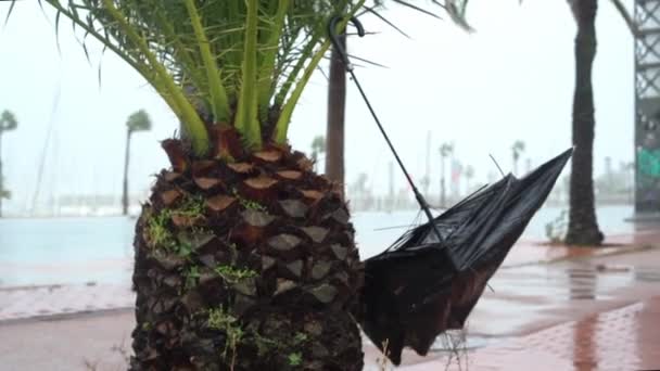 Paraguas roto en una palmera durante una tormenta. — Vídeos de Stock