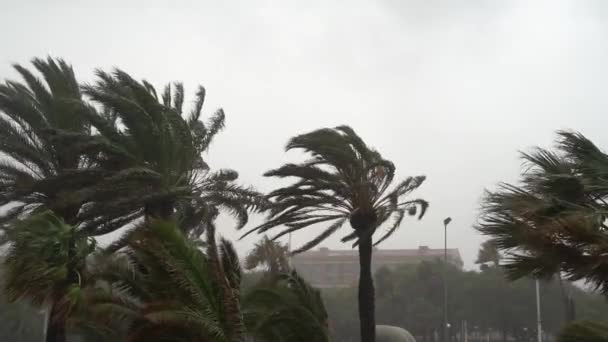 Las copas de las palmeras se balancean en el viento durante una tormenta con lluvia contra un cielo gris — Vídeos de Stock