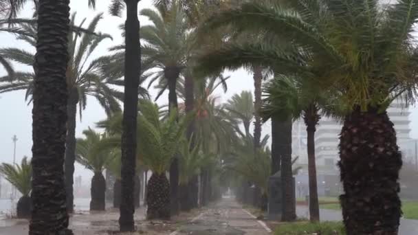 Callejón de la palma en el paseo marítimo durante una tormenta severa. — Vídeo de stock