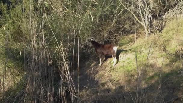 chèvre noire mange de l'herbe sur une colline par une journée ensoleillée