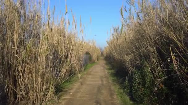 Door het hoge struikgewas van bamboe lopen. Weg tussen bamboe op een zonnige dag — Stockvideo