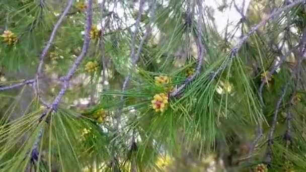 Jeunes cônes sur une branche de pin au printemps. le début du printemps — Video