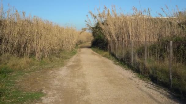 Caminando a través de matorrales altos de hierba en un día soleado — Vídeos de Stock