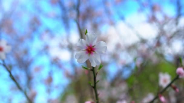 Flor de almendro, de cerca. flor de almendra a principios de primavera — Vídeo de stock