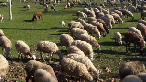Ένα μεγάλο κοπάδι πρόβατα βόσκει στο λιβάδι. — Αρχείο Βίντεο