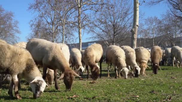 Flock of sheep in the meadow — Stock Video