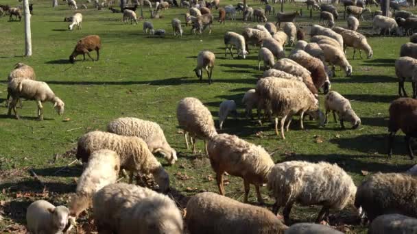 Flock of sheep in a large meadow with green grass on a sunny day. — Stock Video