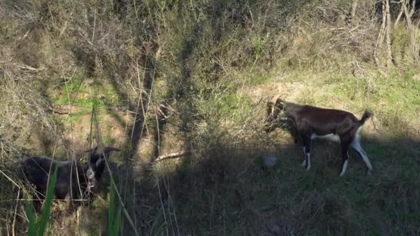 trois chèvres paissent sur une colline et mangent de l'herbe .