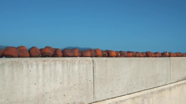 Uitzicht op gedroogde persimmons tegen de zee bij helder weer. — Stockvideo