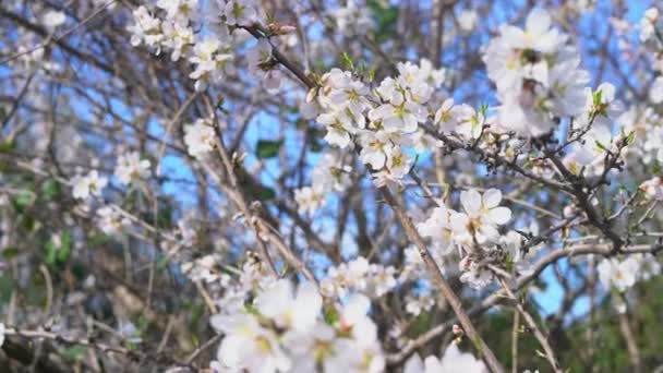 Vackra mandelträd blommor på en gren mot en blå himmel. fjäderdebut — Stockvideo