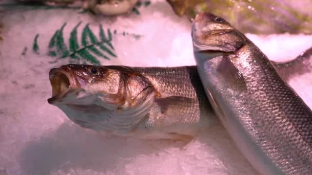 Pescado fresco en un mostrador de mercado en la nieve. mariscos frescos — Vídeo de stock