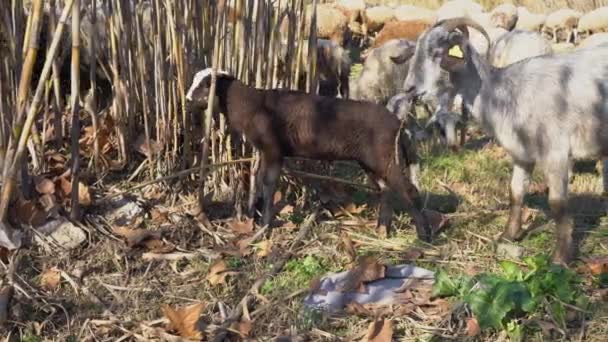 Чорна баранина їсть траву в бамбукових заростях біля стада козлів — стокове відео