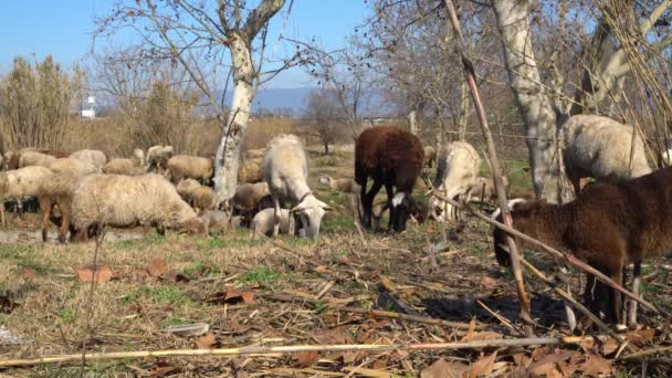 Cabras y ovejas pastan en el prado en tiempo soleado. manada grande — Vídeos de Stock
