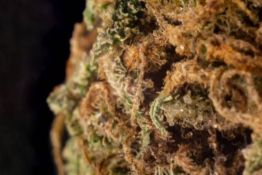 An extreme close up of the side of a marijuana bud using a macro