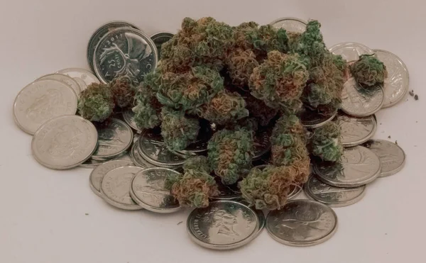 Büyük bir tıbbi marihuana yığını daha büyük bir pi...