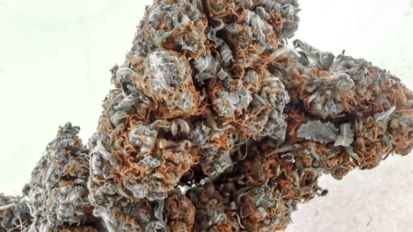 Primer plano de brotes de marihuana grandes con cabellos anaranjados y rojos en un abrir y cerrar de ojos — Foto de Stock