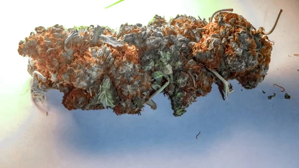 Gros plan de gros bourgeons de marijuana aux cheveux orange-rouge sur un coup de fouet — Photo