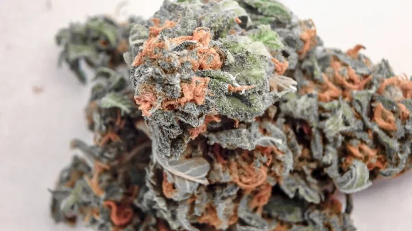 Close-up van grote marihuana knoppen met oranje-rode haren op een pinkstertje — Stockfoto