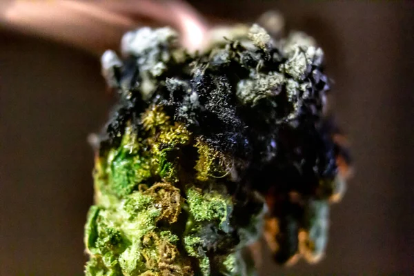 Macro cerca de un humeante capullo de marihuana . — Foto de Stock
