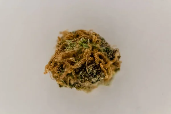 Un bourgeon de marijuana isolé de forme ronde avec de longs poils orange . — Photo