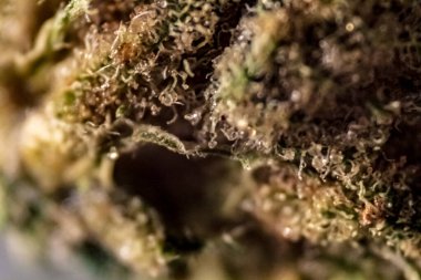 Marihuana tomurcuğunun Macro 'su..