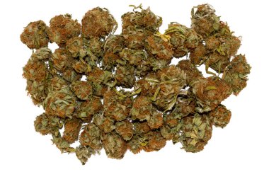 Çok büyük bir marihuana tomurcuğuna bakıyorum. 