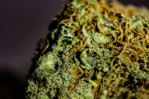 Macro Primo Piano Germoglio Marijuana — Foto Stock