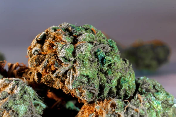 Macro Primo Piano Germoglio Marijuana — Foto Stock