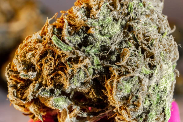 Macro Close Van Een Marihuana Knop — Stockfoto