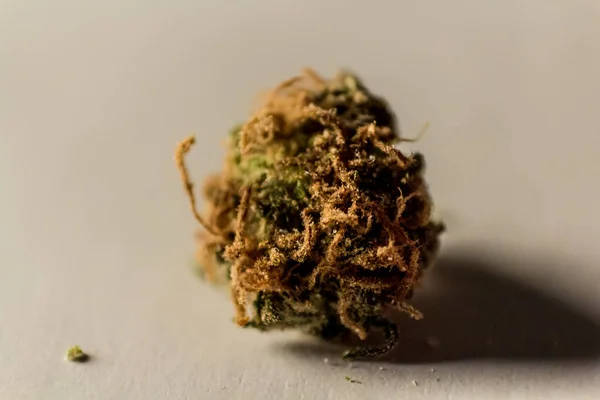 Macro Close Marijuana Bud — Stock Photo, Image