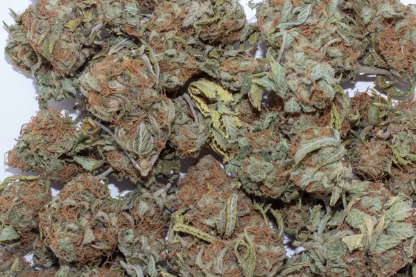 Acercamiento de brotes de marihuana de pelo rojo y verde profundo en un gran —  Fotos de Stock
