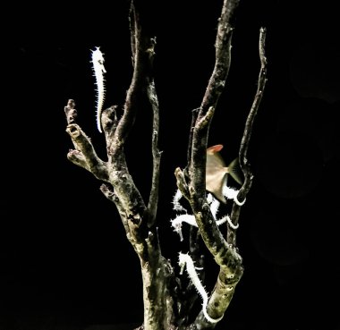 Bir Dal Çevresinde Deniz Atı ve Balık