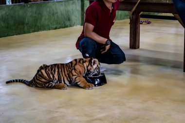 Kaplan Krallığı, Phuket Eyaleti, Tayland 'da çekildi..