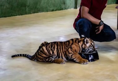 Kaplan Krallığı, Phuket Eyaleti, Tayland 'da çekildi..