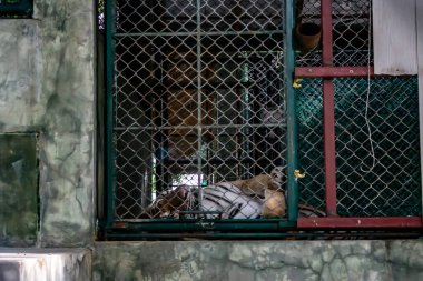 Kaplan Kaleminde Kestiriyor, Kathu, Phuket, Tayland