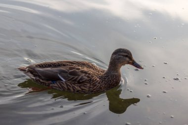 Sakin sularda yüzen tek bir ördek..