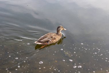 Sakin sularda yüzen tek bir ördek..
