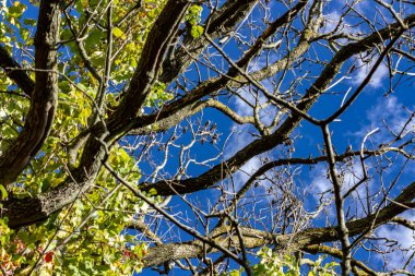Mavi gökyüzüne karşı beyaz bulutlar ve göçmen kuşlarla.