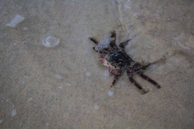 Kumda Kara Yengeç, Karon Sahili, Phuket Tayland.