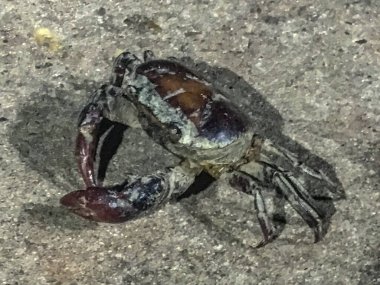 Bueng Kan Tayland 'da Otopark Çamur Yengeci