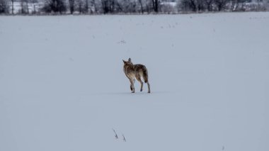 2013 Buz Fırtınası 'ndan sonra Cayote Wanders Field