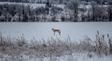 2013 Buz Fırtınası 'ndan sonra Cayote Wanders Field