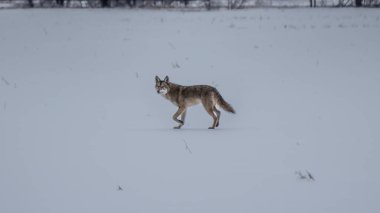 2013 Buz Fırtınası 'ndan sonra Cayote Wanders Field